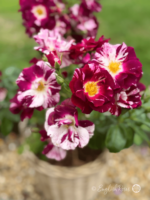 Oh Wow Rose Willow Basket Close Up - Purple white open blooms with yellow centre