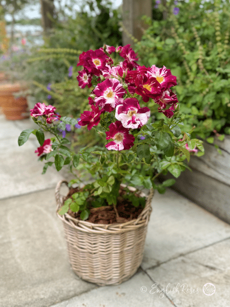 Oh Wow Rose Willow Basket Main Image - English Roses gift planted purple white striped climbing rose in a gift planted basket