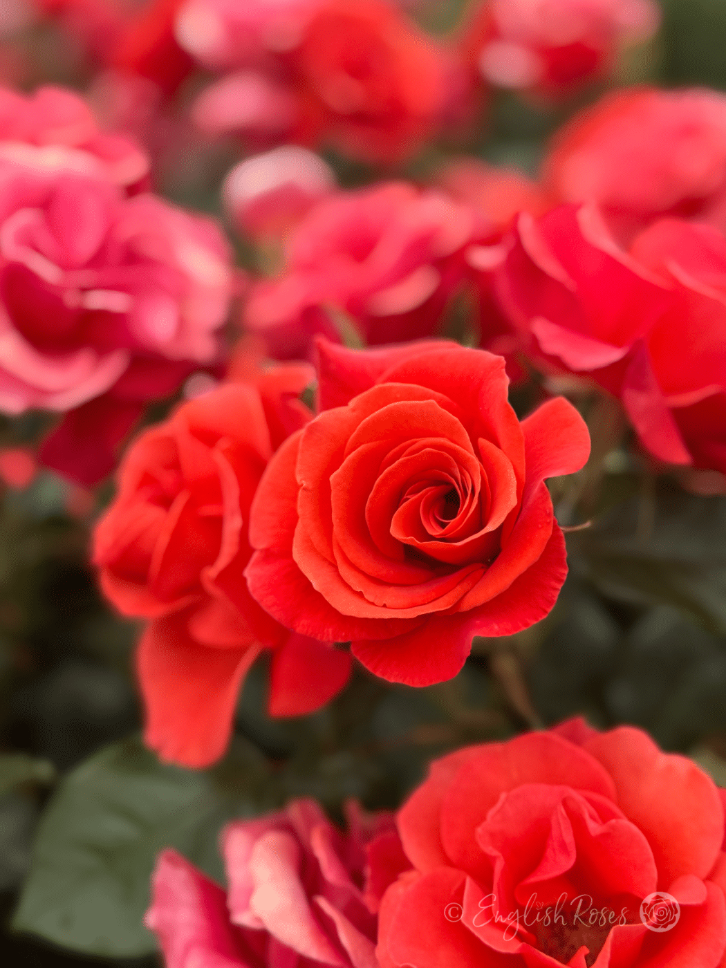 Coral Wedding Anniversary Gifts - English Roses