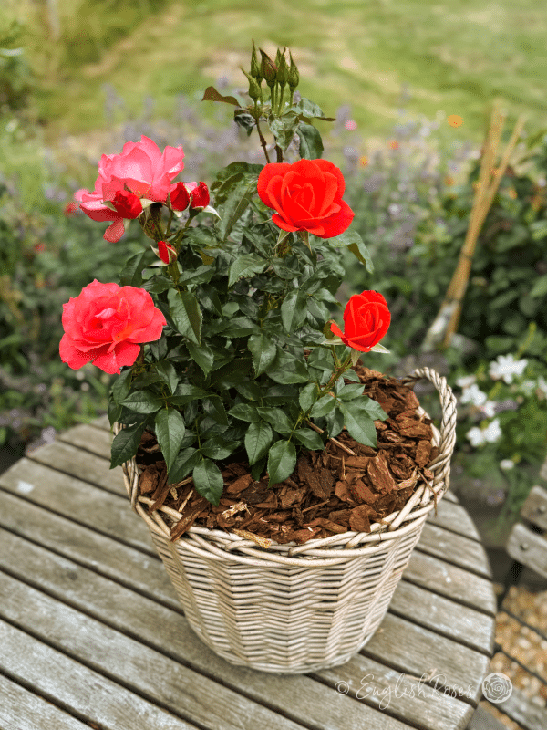One Love Rose Willow Basket Gift - Red rose blooms with buds and dark green foliage in a patio basket