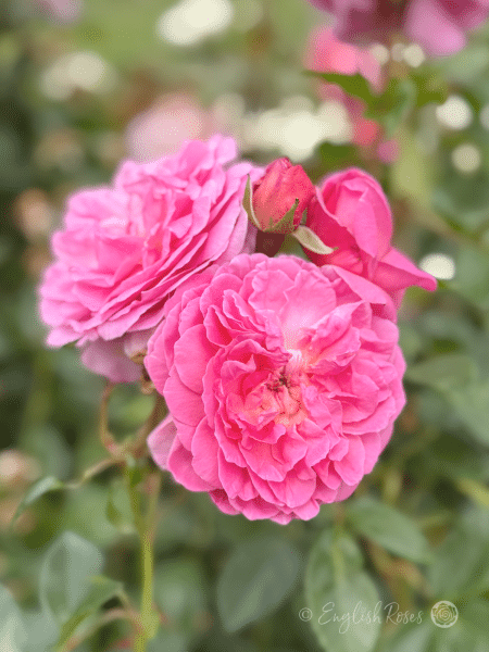Orchid Romantica Rose Blooms and Buds Main Image - cluster of pink floribunda blooms with a bud