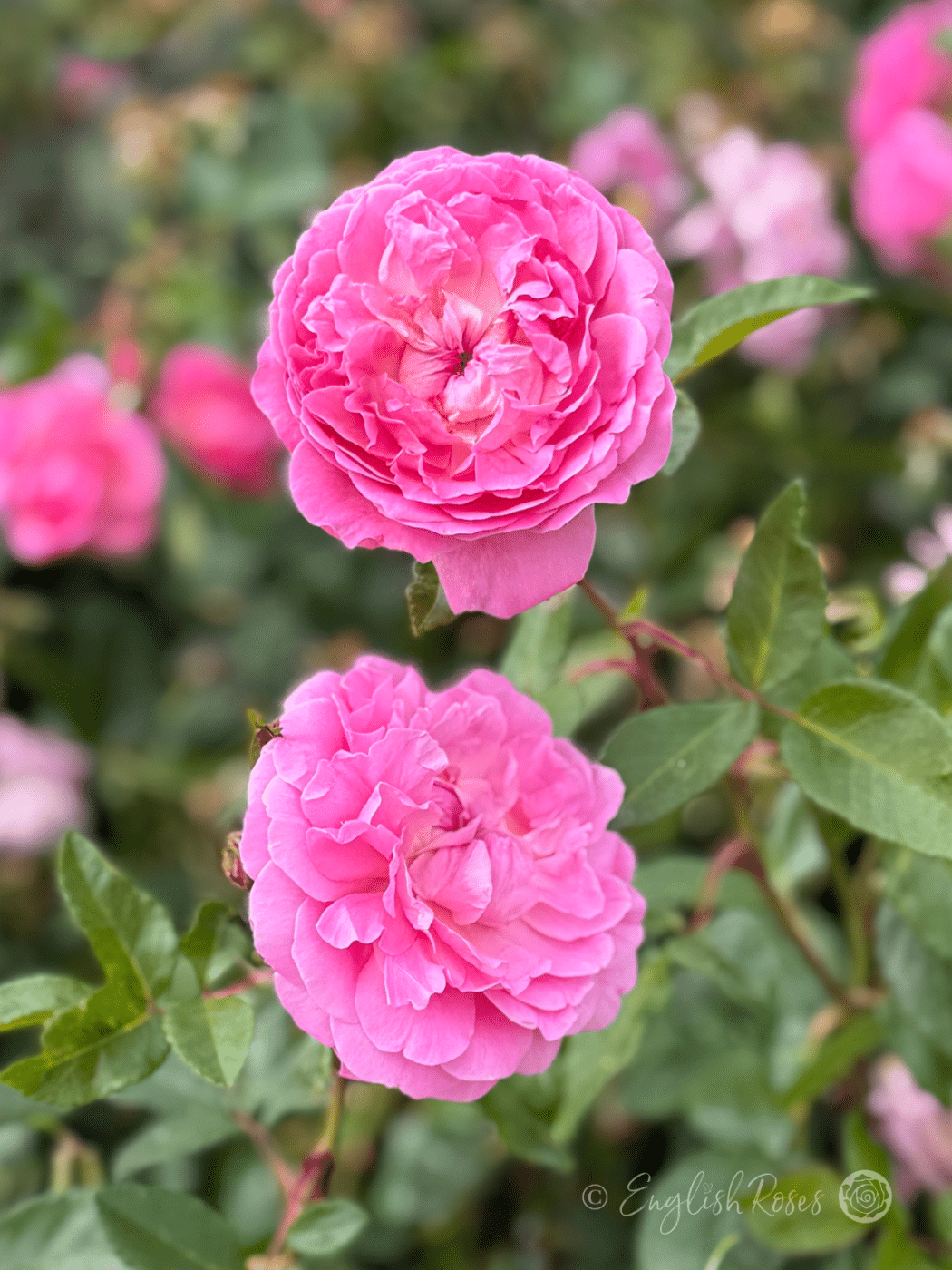 Pink Valentine Roses - Orchid Romantica Rose - English Roses