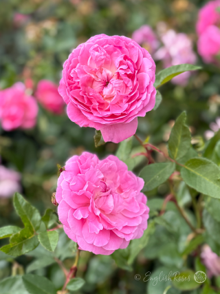 Orchid Romantica Rose - Pink Valentine Roses