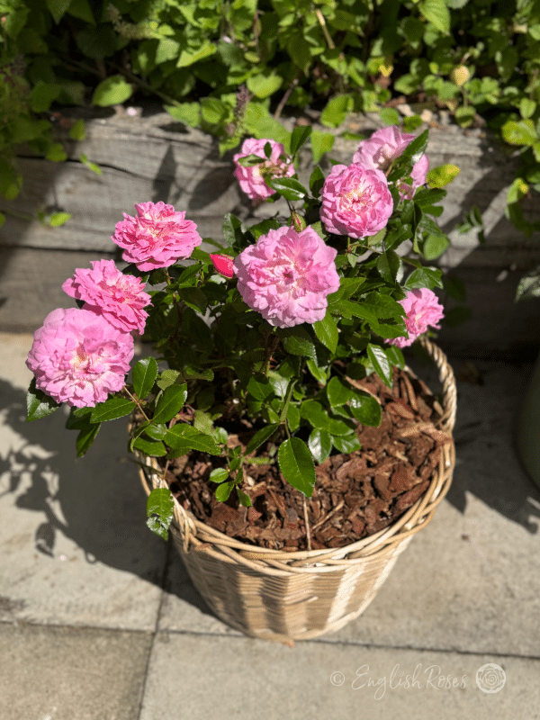 Orchid Romantica Rose Willow Basket Blooms - pink roses planted in a patio basket.