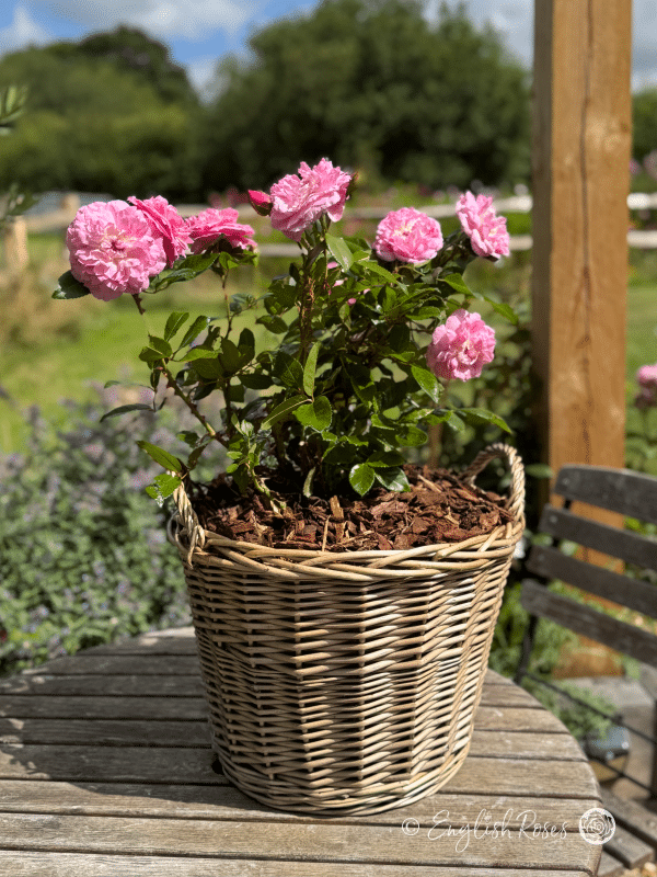 Orchid Romantica Rose Willow Basket Gift - English Roses pink floribunda blooms planted in a patio basket