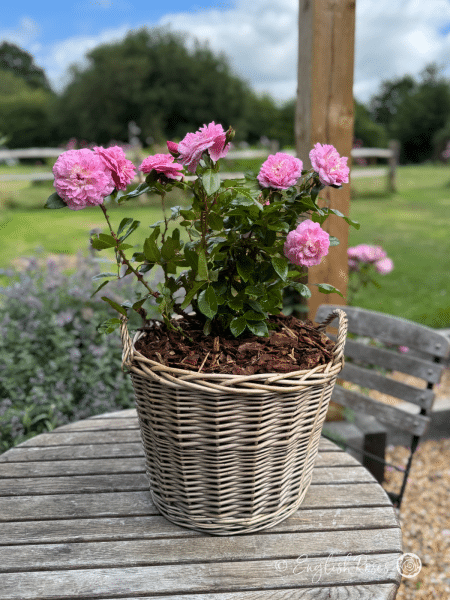 Orchid Romantica Rose Willow Basket Gift Arrangement - Pink floribunda blooms in patio basket