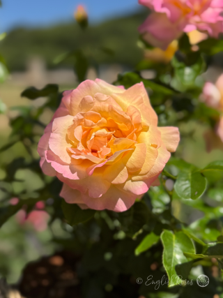 Peace Rose Single Bloom and Foliage - Yellow and pink blend large bloom close up