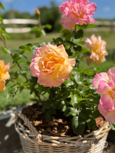 Peace Rose Willow Basket Close Up - Multiple yellow and pink blend hybrid tea blooms planted in a basket