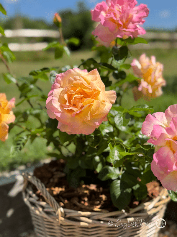 Peace Rose Willow Basket Close Up - Multiple yellow and pink blend hybrid tea blooms planted in a basket
