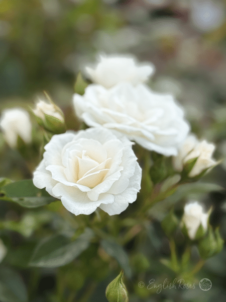 Pearl Wishes Rose Close Up Blooms - White patio blooms with buds