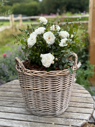 Gift Planted 90th Birthday Rose In Large Willow Basket
