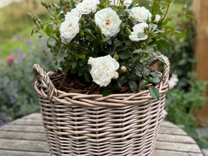 Gift Planted 90th Birthday Rose In Large Willow Basket Image