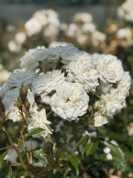 Pearl Wishes White Patio Rose Blooms Main Image - A cluster of white patio blooms
