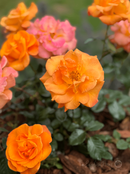 Precious Amber Rose Multiple Orange Blooms - Orange roses with pink tones and dark green foliage
