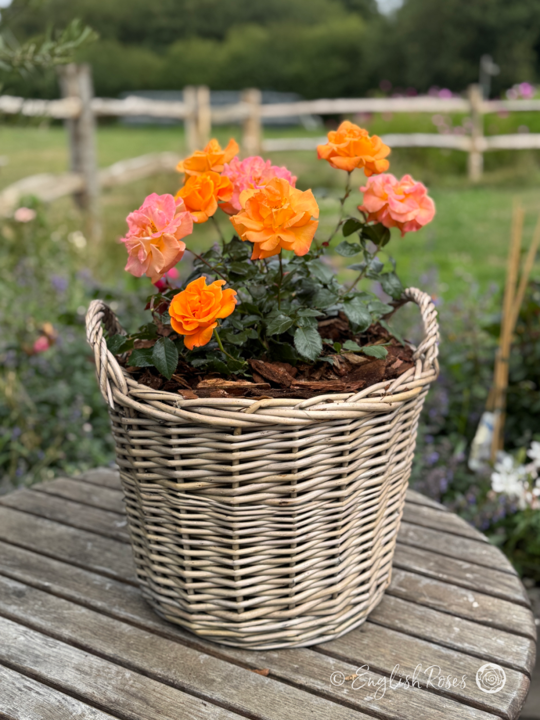 Precious Amber Rose Willow Basket Gift - Orange and pink