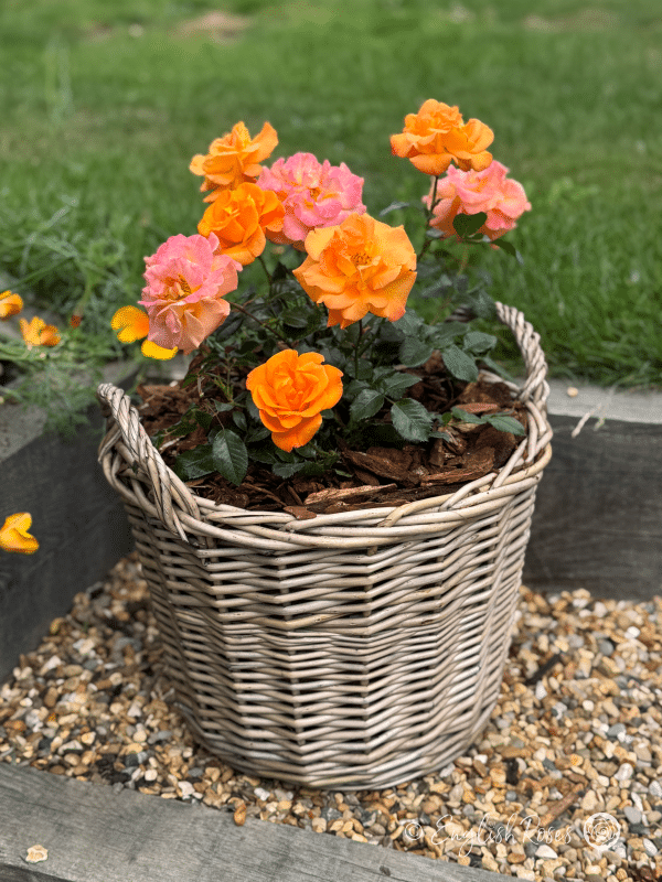 Precious Amber Rose Willow Basket Main Image - Orange rose blooms in a gift planted patio basket