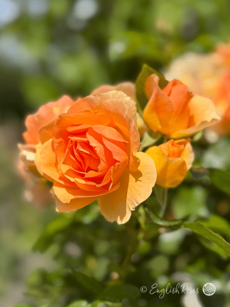 Queen Bee Rose Orange Yellow Blooms - A close up of orange yellow floribunda bloom with green foliage