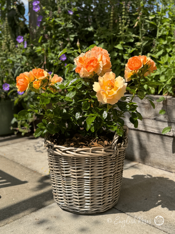 Queen Bee Rose Willow Basket Main Image - English Roses orange yellow blooms with green foliage.
