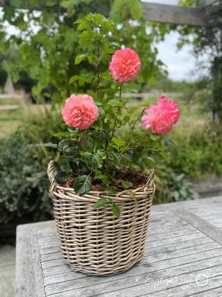 Scented Rose Gift For Ruby 40th Anniversary - English Roses Planted Basket