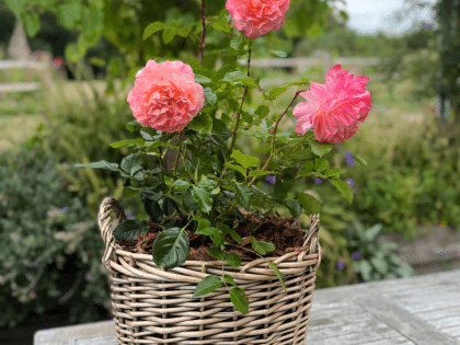 Scented Rose Gift For Ruby 40th Anniversary - English Roses Planted Basket Image