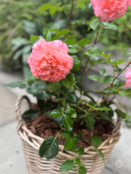 Rachel Rose English Roses Willow Basket Bloom Close Up - Large hybrid tea rose planted in a patio willow basket