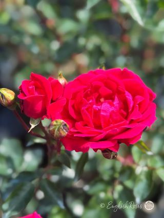 Red New Dawn Rose
