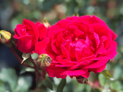 Red New Dawn Rose Image