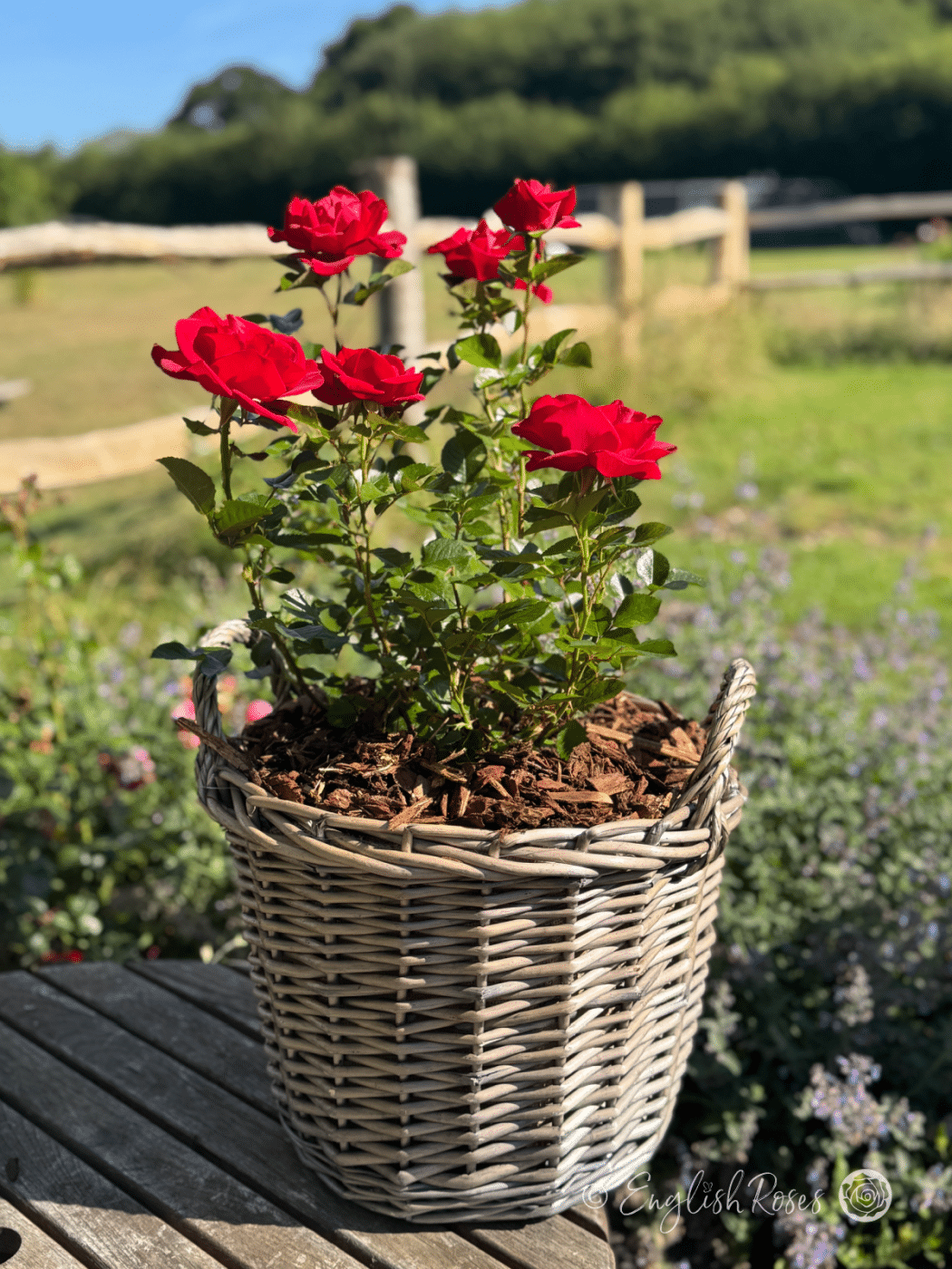 Ruby Amd Roses Ruby 40th Rose - Anniversary Roses - Milestone Gifts