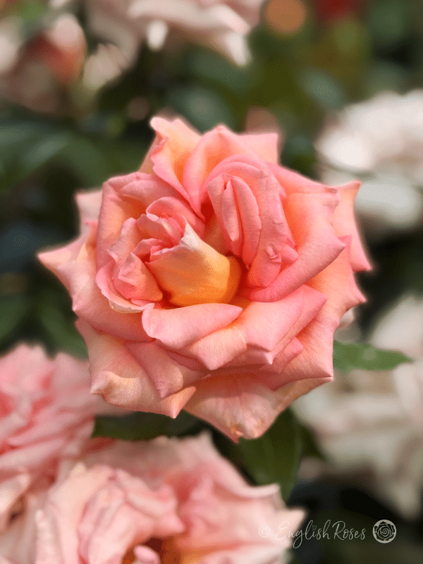 Scentsation Rose Close Up English Roses Bloom - large pink peach flower