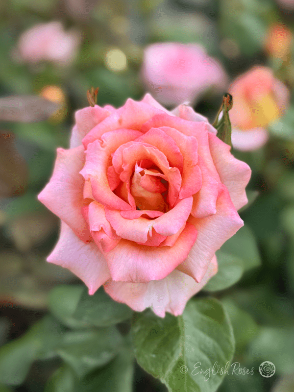 Scentsation Rose Pink Apricot Blend Scented Rose - English Roses peach hybrid tea rose