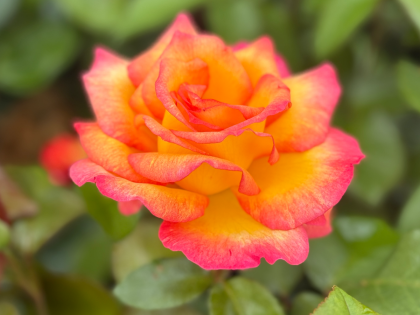 Sheila's Perfume Rose Image