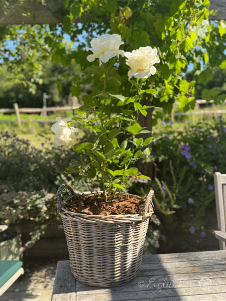 Silver Anniversary Rose Willow Basket Main Image - Sunny patio garden with a gift planted white rose in a basket.