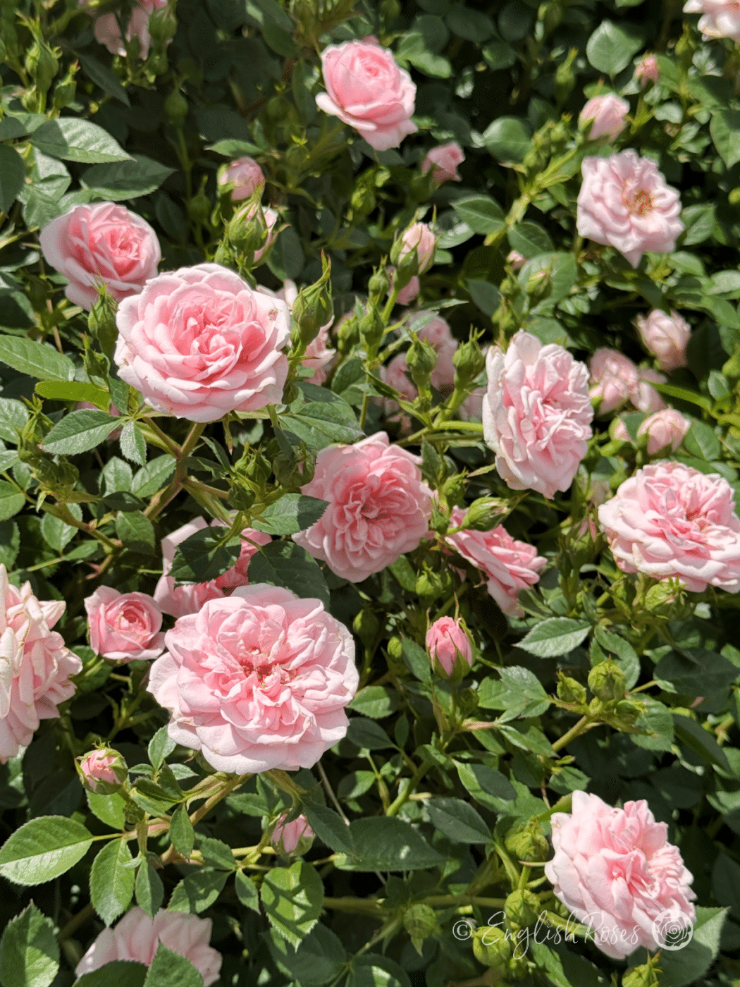 Silver And Pink Roses Silver Wishes Rose - Pink Hit Rose - English Roses