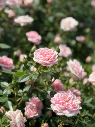 Silver Wishes Pink Flowers - small pink patio flowers