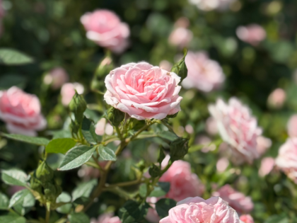 Pink Hit Rose - Loss of Mum Gift Image