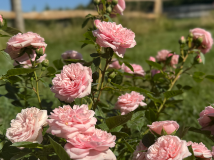 X / Y / Z Roses - Rose Gifts For All Occasions - English Roses