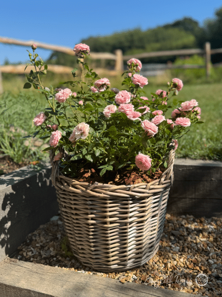 Silver Wishes Pink Patio Rose in a Large Willow Basket - patio basket with lots of pink flowers