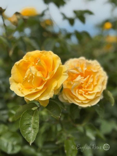 Sommergold Yellow Climbing Rose Main Image - two golden yellow flowers