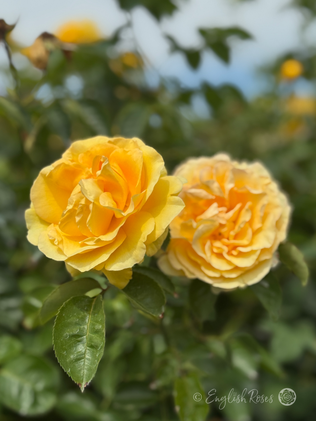Sommergold Rose - Yellow Climbing Roses From English Roses