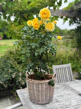 Happy Birthday Daughter Gift - English Roses Planted Basket