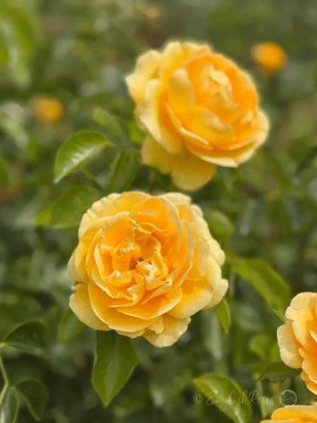 Sommergold Rose Yellow Rose flowers - golden yellow climbing rose flowers
