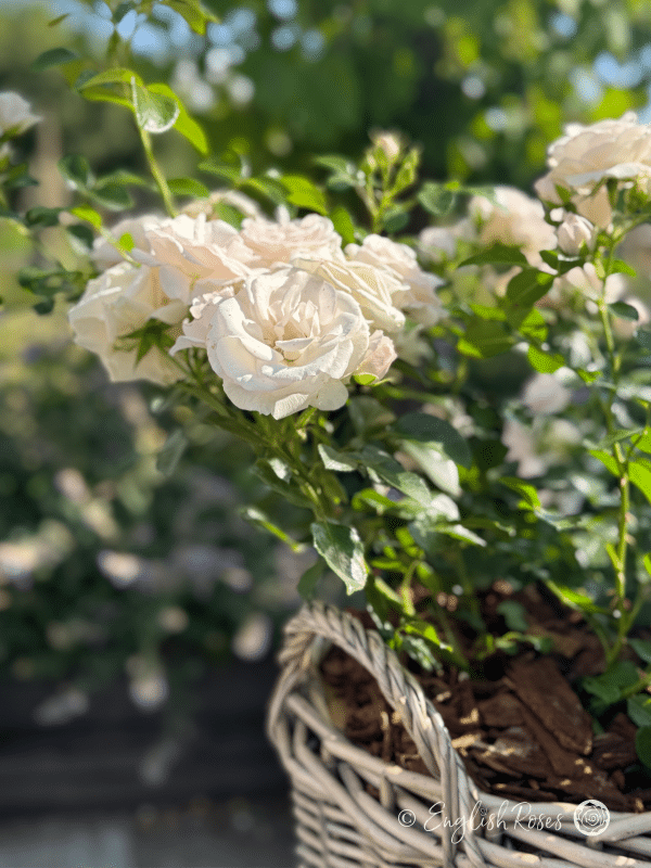 Special Child Rose Close up Willow Basket - White floribunda blooms planted in a large willow basket