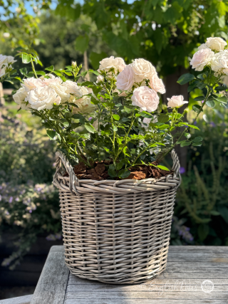 Special Child Rose Gift Planted Willow Basket - A sunny patio with multiple white floribunda roses planted in a large willow basket.