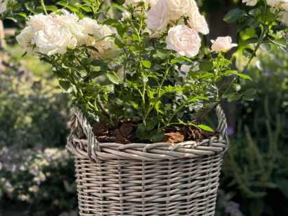 White Gift Planted Rose in a Large Willow Basket Image