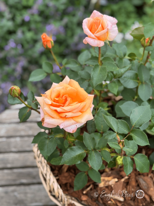 Special Occasion Orange Pink Blooms in Basket - Close up of hybrid tea peach blooms in a basket