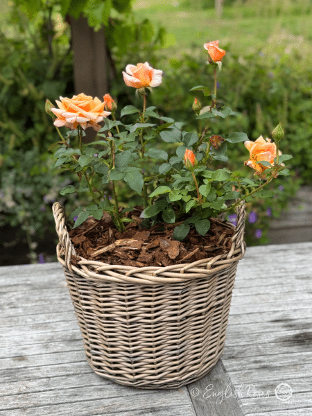 Special Occasion Rose Gift Planted Basket - Hybrid tea peach blooms with green foliage in a patio willow basket