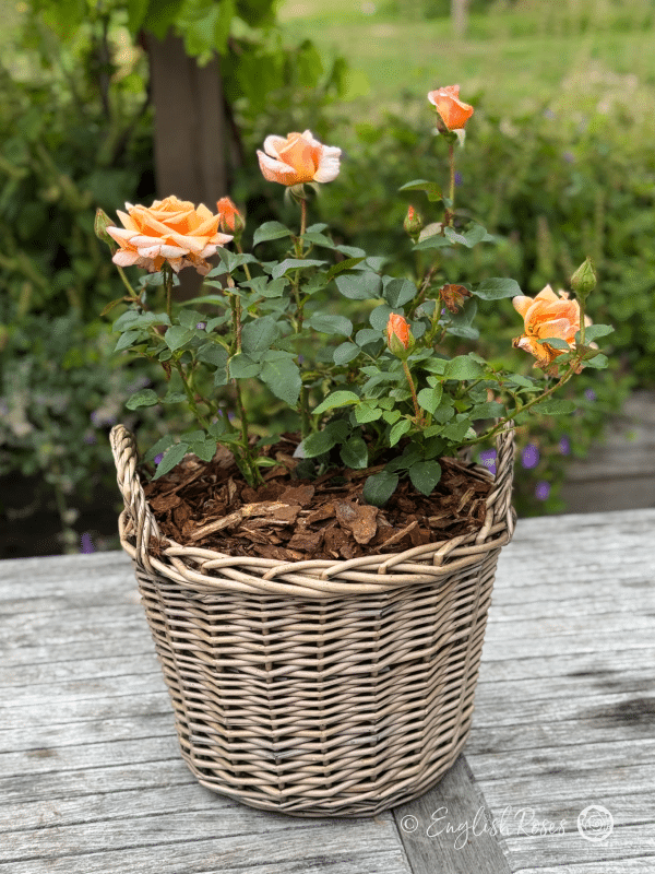 Special Occasion Rose Gift Planted Basket - Hybrid tea peach blooms with green foliage in a patio willow basket