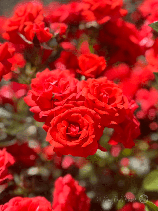 Special Wishes Multiple Red Blooms - patio rose