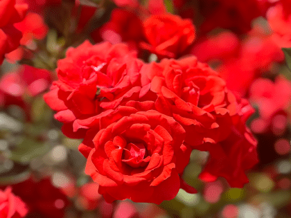 60th Birthday Rose Gift - Special Wishes Rose Image