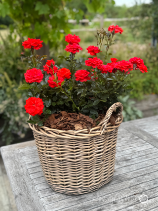 Happy 3rd Anniversary Gift - English Roses Planted Basket